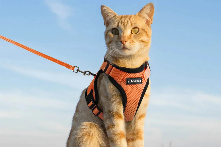 Reflective Soft Mesh Cat Harness for Kittens