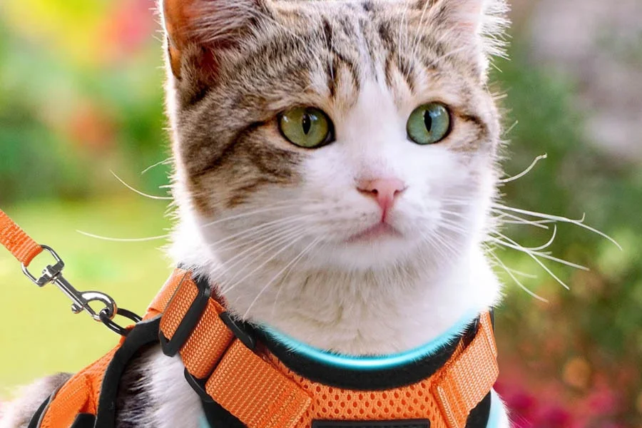 Breathable Mesh Cat Harness for Small Cats