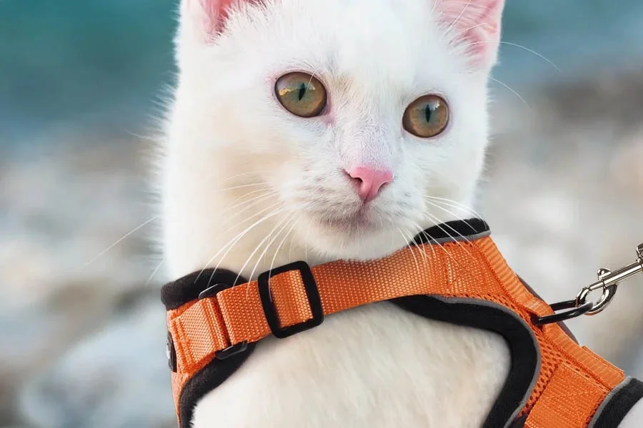 Soft Mesh Cat Harness for Small Cats