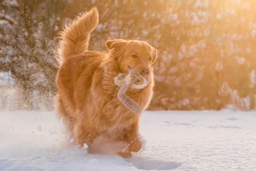 Insulated Pet Bedding for Winter